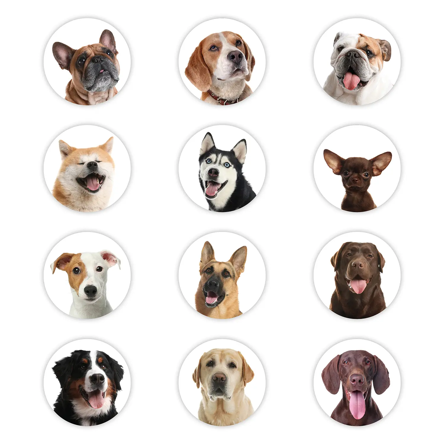Chiens 2. – Image 2